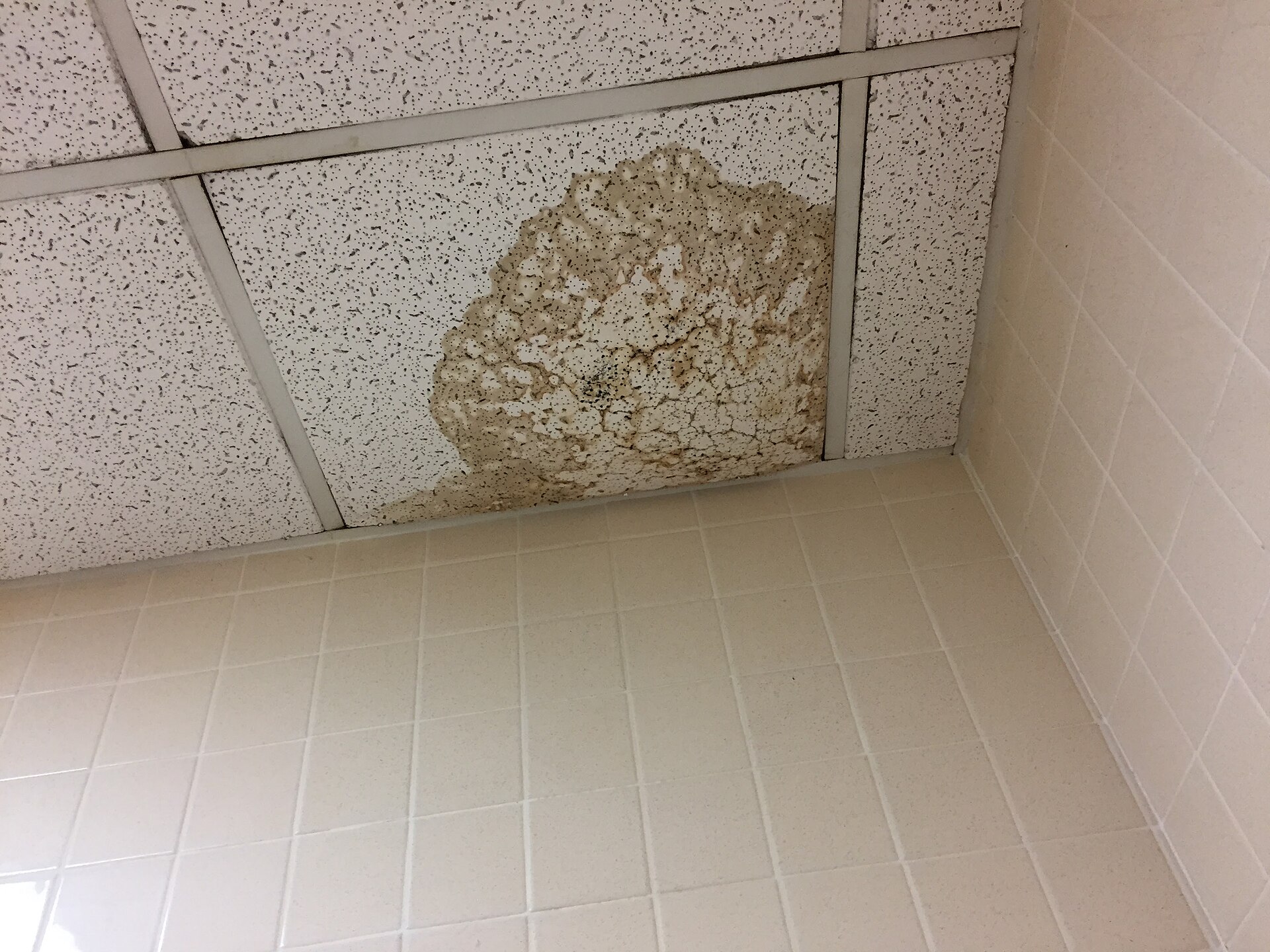 Brown water stain spreading across a white drop-ceiling panel in the corner of a room