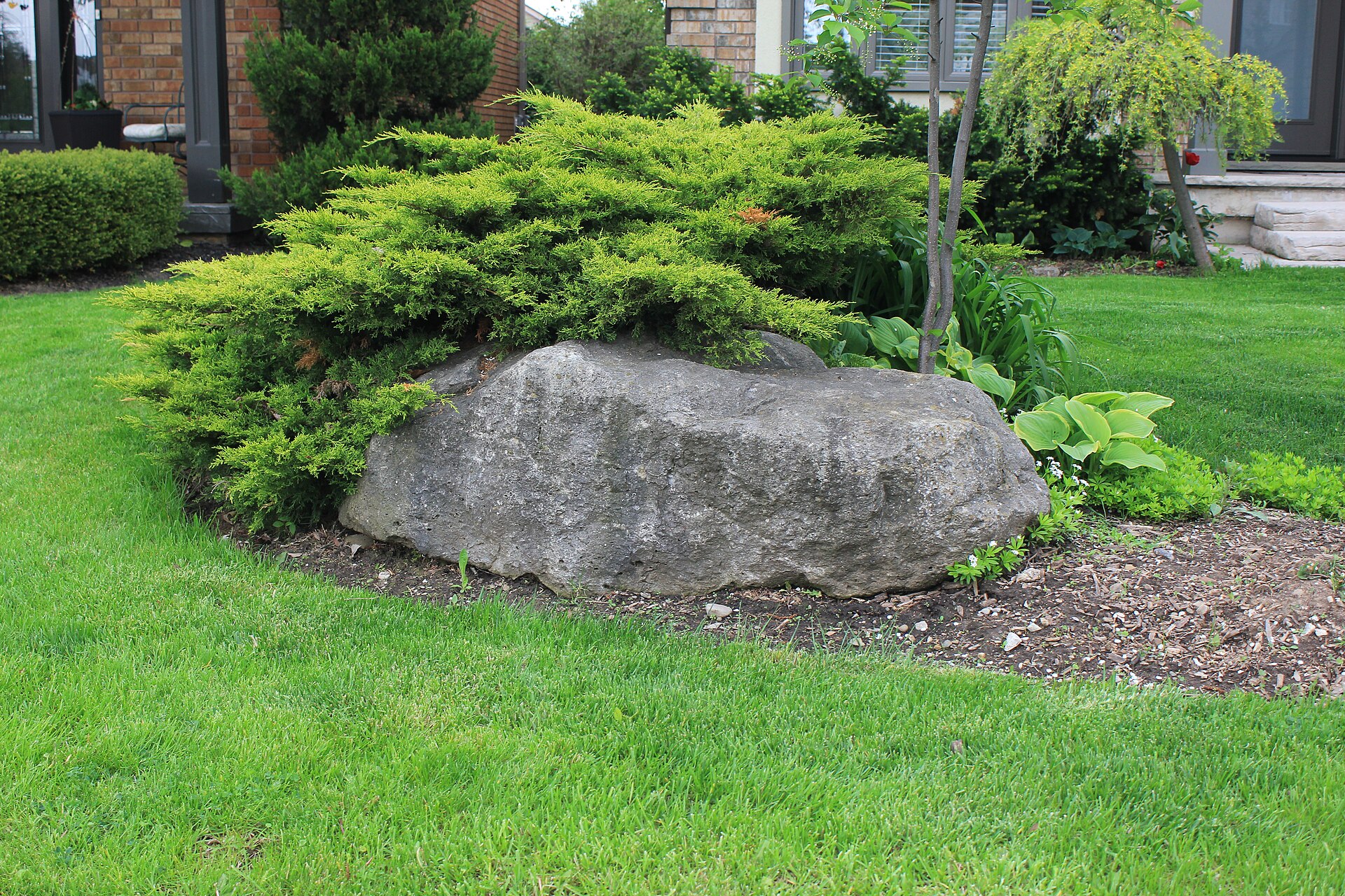 Front yard garden bed with a large boulder, fresh mulch and low evergreen shrubs beside a green lawn