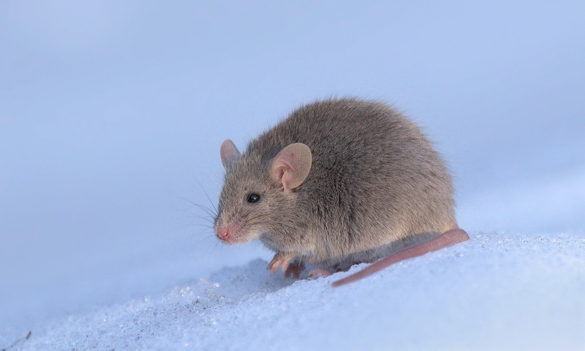 Close-up of a small grey-brown house mouse sitting on a pale surface