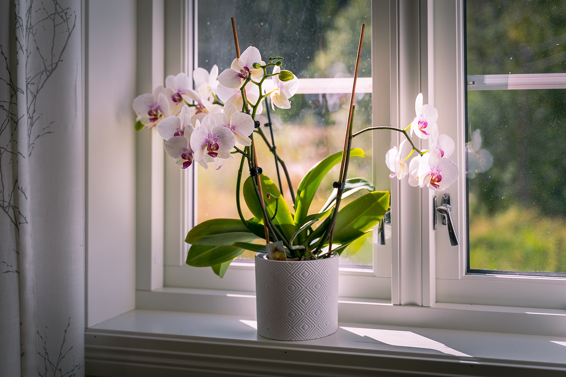 Flowering white and pink orchid in a pot on a bright windowsill