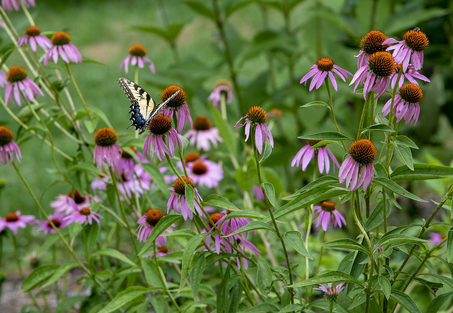 Clump of purple coneflowers in bloom with a tiger swallowtail butterfly feeding on one flower