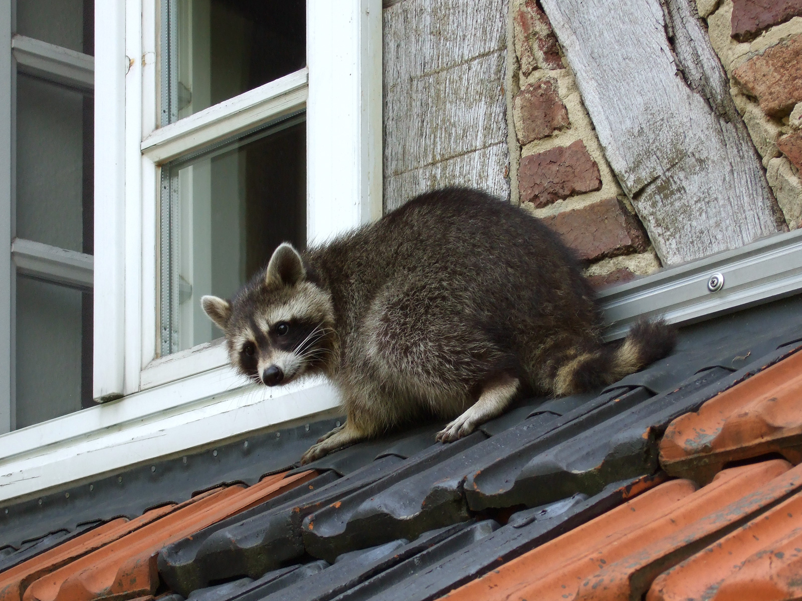 Raccoon climbing across clay roof tiles next to a window of a house