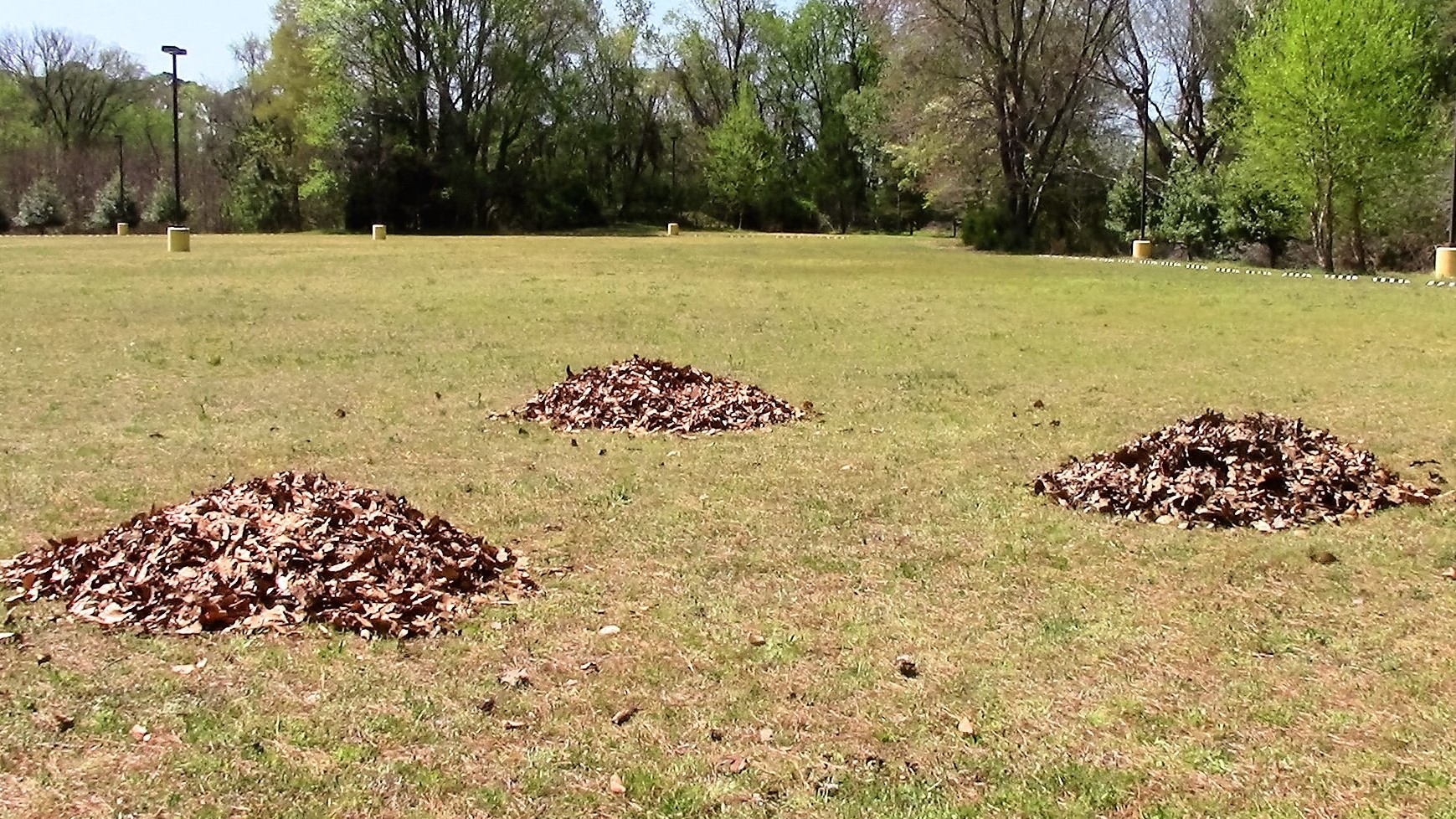 Piles of raked brown leaves spread across a large green lawn with trees behind