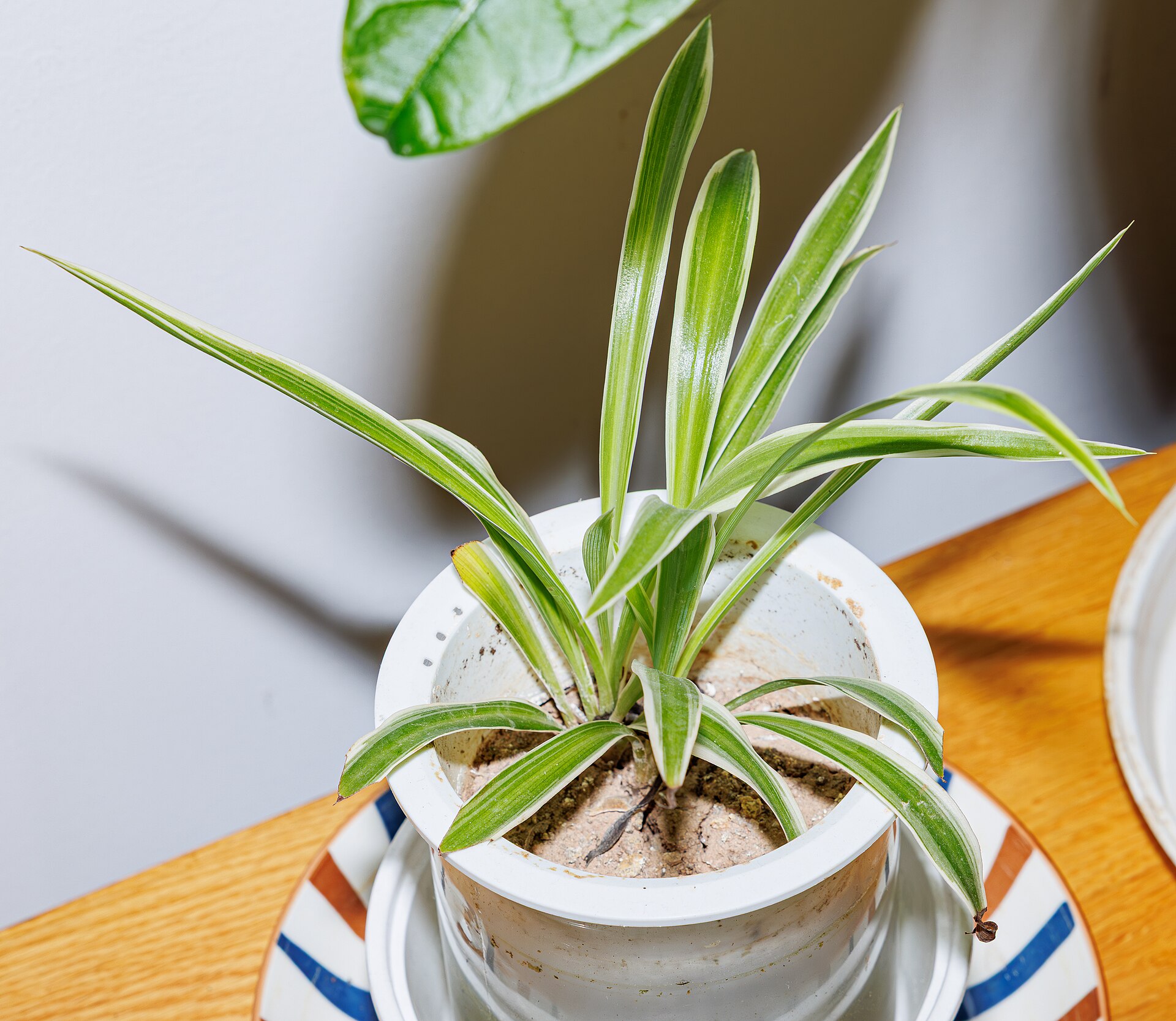 Spider plant with striped green and white leaves growing in a white pot indoors